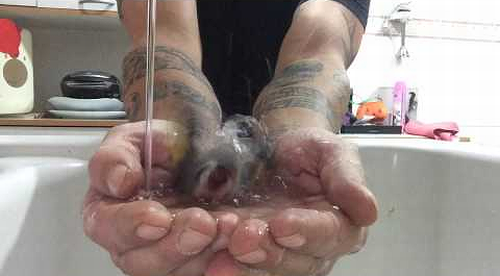 Little_Bird_Takes_Bath.png