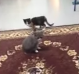 Synchronized_kitten_jumping.png