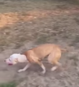 flying_dog.png