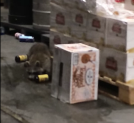 drunk_racoon.png