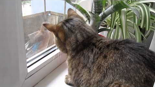 Frustrated_Cat.png