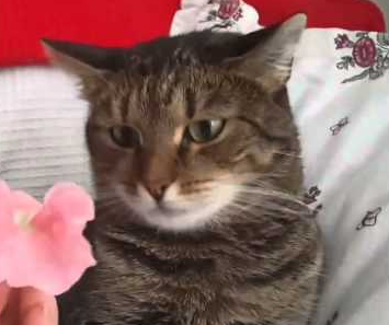 Flower_crashes_cat.png