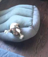 Jack_Russell_stuck_in_bed.png
