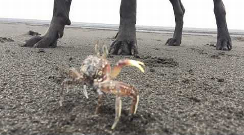 Sheila_likes_to_dig_out_crabs.png