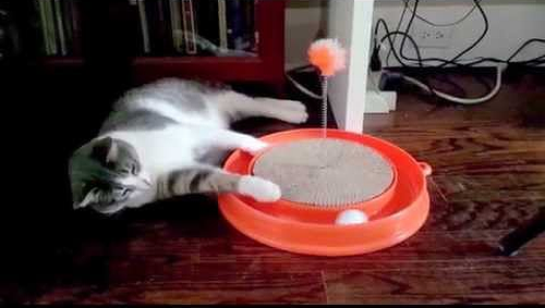 lazy_cat_lazy.png