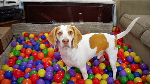 Best_Dog_Birthday_Surprise.png
