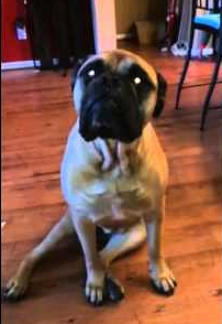 French_Bulldog_gets_outed_by_his_best_friend.png
