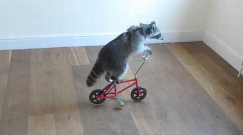 Melanie_Raccoon.png