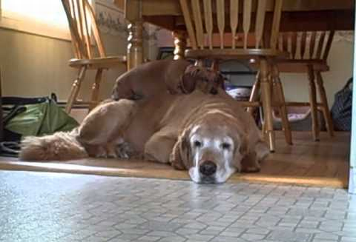 Dachshunds_and_Golden_Retrievers.png