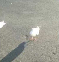 Welsh_dancing_seagull.png