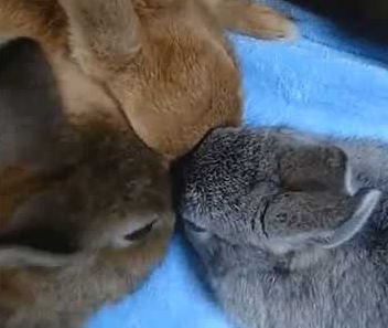 triple_bunny.png