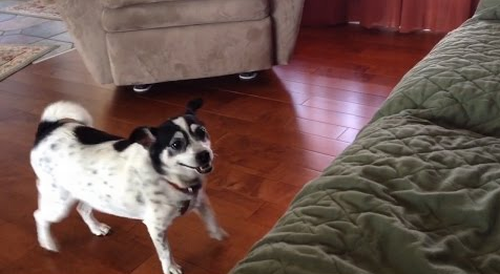 Dog_Finally_Learns_How_to_Jump.png