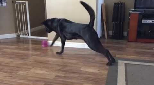 Black_Lab_Plays.png