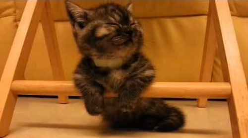 Sleepy_kitten.png