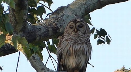 Owl_Has_No_Cares_to_Give.png