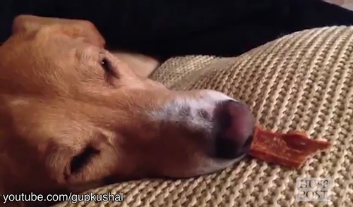 doggie_dreams_come_true.png