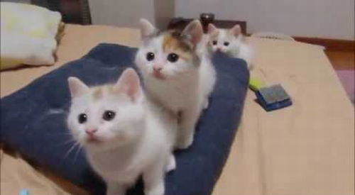 the_kitten_dance.png