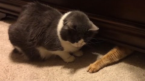 Cats_Stealing_Stuff.png