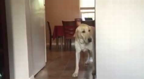 Dog_Conquers_Fear.png