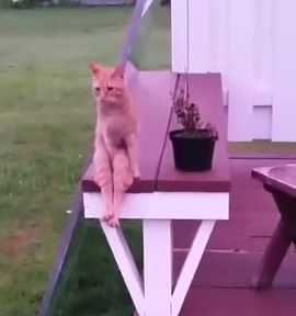 Cat_Sits_Like_A_Human.png