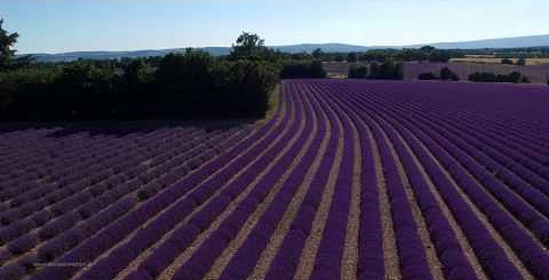 a_hint_of_lavender.png