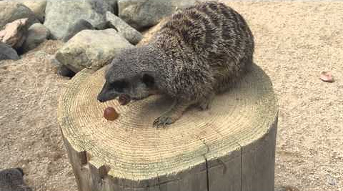 Meerkats_are_not_as_cute.png