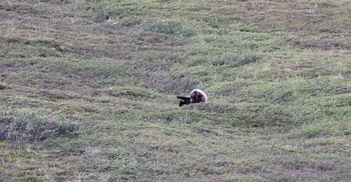Grizzly_Bear_rolling_down_a_hill.png