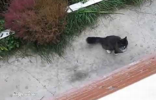 The_Return_of_the_Cat.png