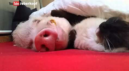This_Cat_strokes_a_Pig.png