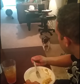 dog_trying_to_be.png
