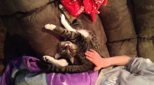 Cats_Sleeps_in_Really_Weird_Position.png