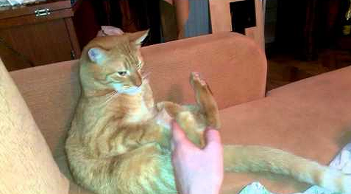 cat_kicks_myself.png