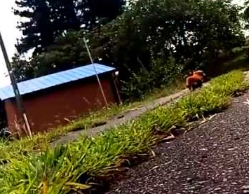 Dog_owner_pretends_to_suddenly_collapse.png