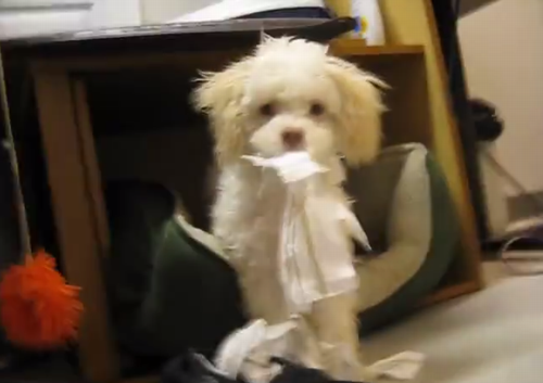 little_pup_has_been_caught_in_the_act.png