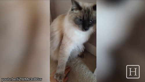 Cats_Politely_Reject_Petting_From_Humans.png