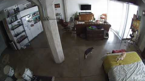 Cat_Shuts_Up_Dog.png