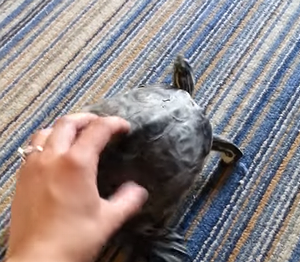 Turtle_Shake.png