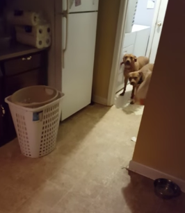 dogs_dont_underdtand.png