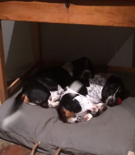 Synchronized_Dog_Tail_Wagging.png