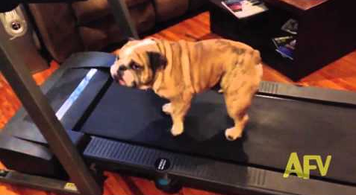 Bulldog_Tries_To_Get_Out.png