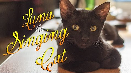 luna_the_cat.png