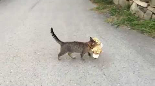 My_cat_went_to_the_neighbours.png