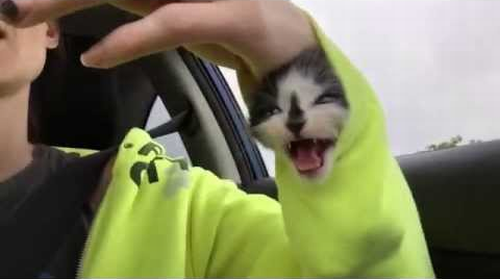 Sleeve_Kitten.png