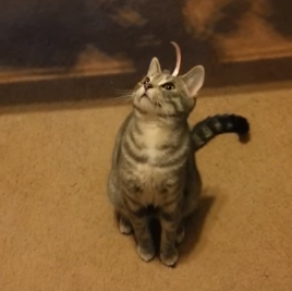 Cute_kitty_is_confused_by_her_new_hat.png