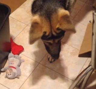 German_Shepherd.png