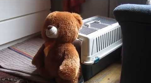 Dog_Stuffs_Teddy_Bear.png