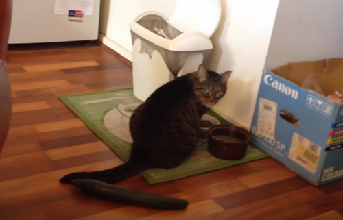 iqcatcumber.png