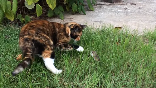 Barn_Cat_Adopts_a_Pet_Mouse.png