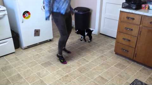 Baby_Pygmy_goat_copies_hopping.png