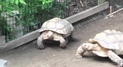 Turtle_Rescues_His_Stranded_Friend.png